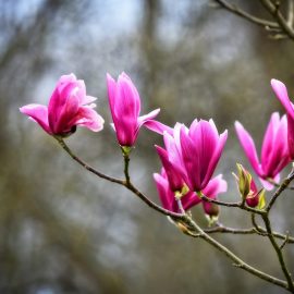 Cum ingrijim si stimulam dezvoltarea magnoliei?