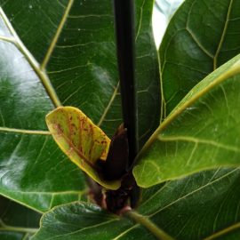 Ficus, lyrata frunza nouă cu pete