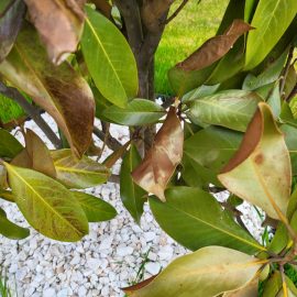 Magnolia, Frunze cu pete ingalbenite si cu gauri