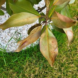 Magnolia, Frunze cu pete ingalbenite si cu gauri