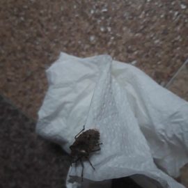 Plosnite, identificare insecta (plosnita marmorata)