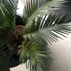 Palmieri, ingalbenire frunze inferioare la cycas revoluta