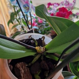 Orhidee, innegrirea radacinilor, ingalbenirea frunzelor si caderea acestora