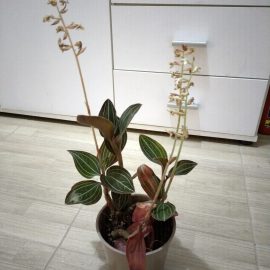 Orhidee, Ludisia, frunze ofilite