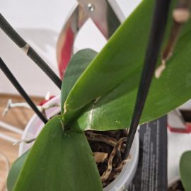 Orhidee, simptome atac tripsi