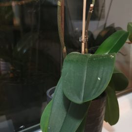 Orhidee, Pete negre pe frunze