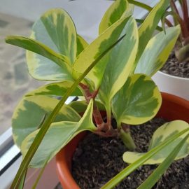 Peperomia, identificare planta