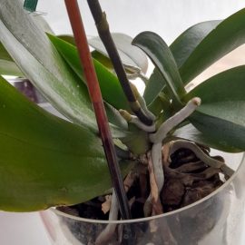 Orhidee, informatii transplantare pui