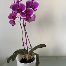 Orhidee, radacini si frunze maro-galbene