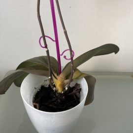 Orhidee, radacini si frunze maro-galbene