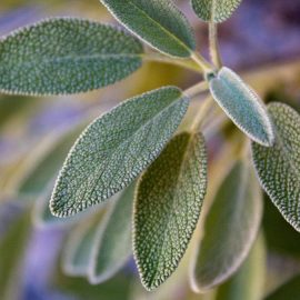 salvie-Salvia-officinalis-ingrijire-cultivare-plantare