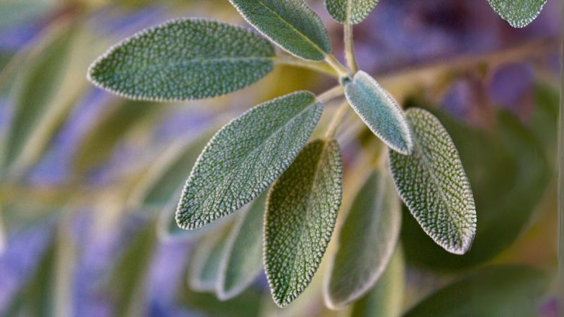 salvie-Salvia-officinalis-ingrijire-cultivare-plantare