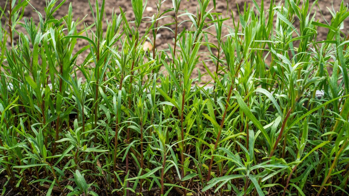 tarhon-Artemisia-dracunculus