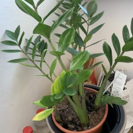 Plante Ornamentale de Interior, ananas si zamioculcas cu simptome de depreciere