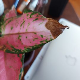 Aglaonema, varietatea pink - frunze cu varf uscat