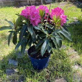Rhododendron, Bună ziua… am primit acest frumos Rhododendron Pink Tiger de ziua floriilor