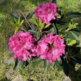 Rhododendron, Bună ziua… am primit acest frumos Rhododendron Pink Tiger de ziua floriilor
