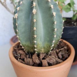 Cactusi, si-a schimbat culoarea la baza