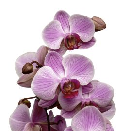 Cum îngrijim orhideele?