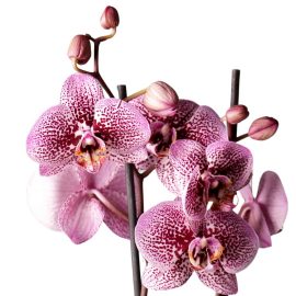 Cum îngrijim orhideele?
