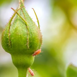 Cum tratăm o plantă afectată de dăunători?