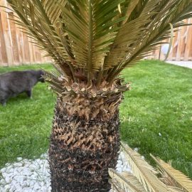 Palmieri, Cycas revoluta plantat in exterior – s-a uscat iarna