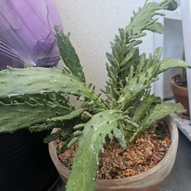 Cactusi, plante decolorate