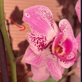 Orhidee, arsuri pe flori
