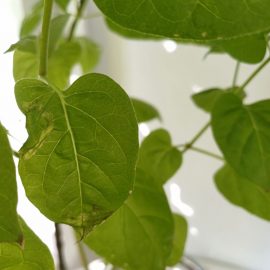 Plante Ornamentale de interior, pete si posibil insecte pe frunze