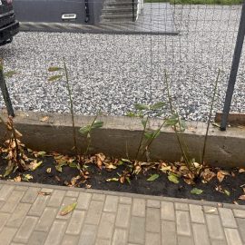 Laurocires, frunze cazute la putin timp dupa plantare