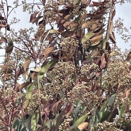 Photinia, frunze uscate care cad