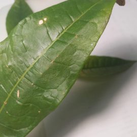 Pachira, frunze ingalbenite cu insecte mici