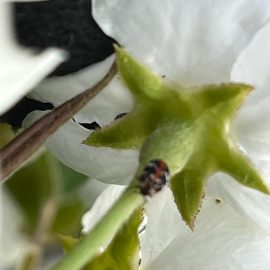 Par, Gândac in florile parului