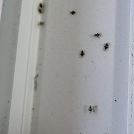 Daunatori Pest Control, insecte la geam