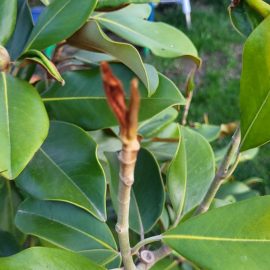 Magnolia, pete pe frunze si uscare usoara dupa plantare