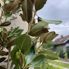 Magnolia, pete albe si negre pe frunze, observate dupa achizitie
