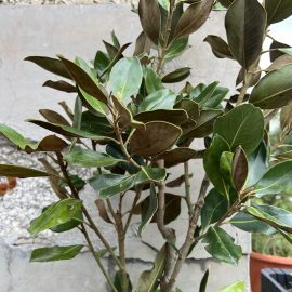 Magnolia, pete albe si negre pe frunze, observate dupa achizitie