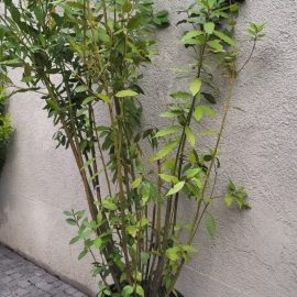 Plante Ornamentale de Exterior, pete albe pe frunze, ingalbenire si uscare frunze