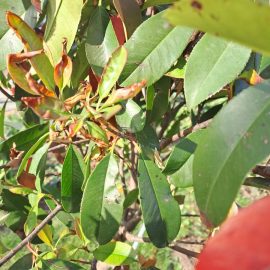 Photinia, pete maro/negre pe frunze
