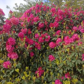 Rhododendron, cum as putea înmulți planta?