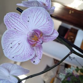 Orhidee, mici puncte maro pe petale