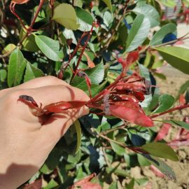 Photinia, pete negre, frunzulite rosii uscate la varf