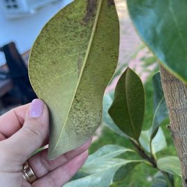 Magnolia, Pete negre pe spatele frunzelor