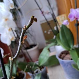 Orhidee, picaturi ca de roua lipicioase