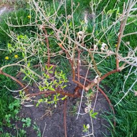 Maslin, Plantat afara, cădere frunze