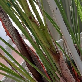 Palmieri, formatiuni albe pe frunzele de Areca