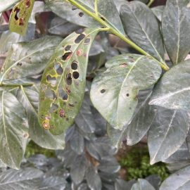 Laurocires, frunze cu pete si orificii – ciuruirea bacteriana