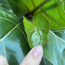 Ficus, puncte pe frunzele de Ficus Lyrata