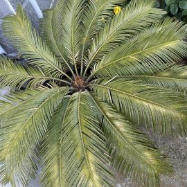 Palmieri, S-au îngălbenit frunzele