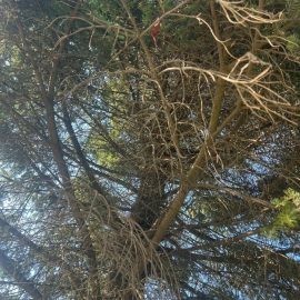 Arbori si arbusti coniferi, Ace uscate in interiorul coroanei mari
